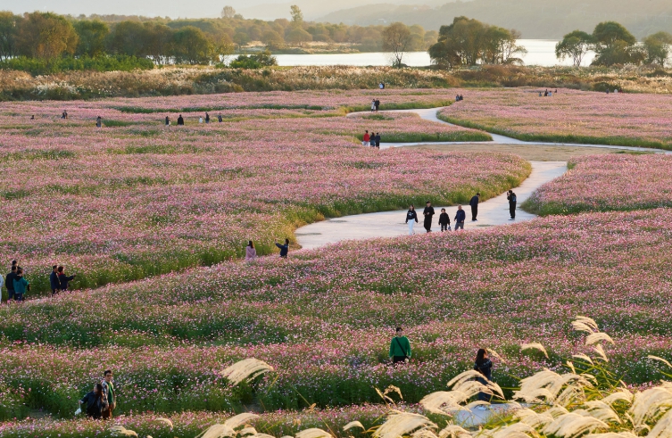 고령 다산 은행나무숲,  경북 관광 인기 급상승 여행지로 각광