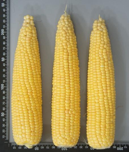 경북도, 초당옥수수 신품종‘청밀옥’ 개발