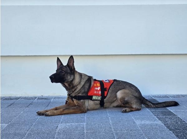 구조견 ‘나이스’ 수색 15분 만에 실종자 발견 경남 119특수대응단, 구조견 활용 수색 출동 성과