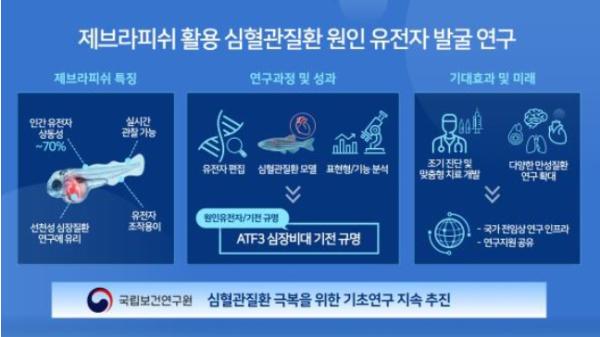 질병관리청, 비후성 심근병증 발병 기전 규명 물고기 모델로 원인 유전자 확인