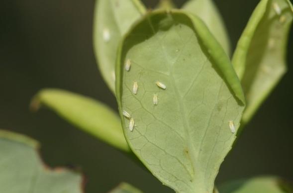 충남도 농업기술원 구기자 양분관리, 토양분석 후 정밀 시비가 핵심