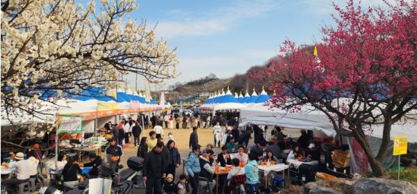 하루 13만 명 몰렸다… 광양매화축제, 유료화 이후 최대 인파
