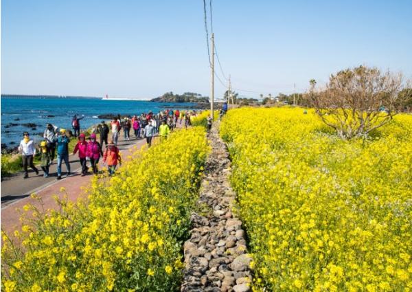 서귀포시, '제28회 서귀포 유채꽃국제걷기대회' 3월 28~29일 개최