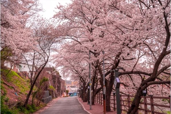 남구 장생옛길 벚꽃길 걷고 경품 받자!!