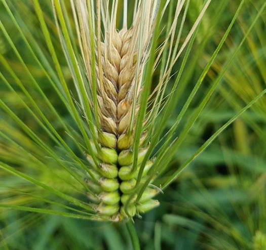 영암군, 맥류 붉은곰팡이병 예방 당부...출수기 방제 중요