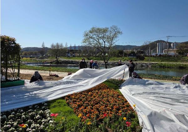화순군, 우박·서리에도 봄꽃 축제 준비 차질 없이 진행 