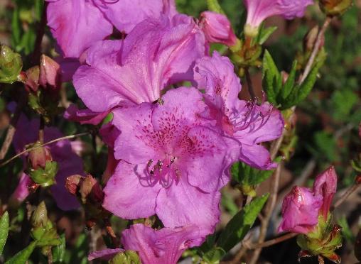 산림청 국립수목원, 봄을 물들이는 철쭉, 개화 시작