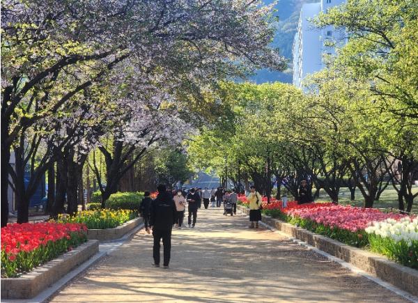 김해시 “연지공원·대청·율하천은 지금 튤립 세상” 18만본 형형색색 꽃망울 만개 