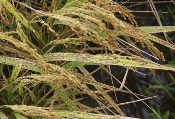 벼 깨씨무늬병 원천 차단! 논 토양 집중 관리 나선다